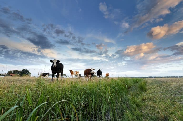 few cows on pasture at sunset